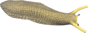Maggoth