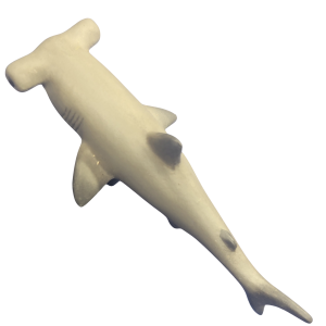 3114 Hammerhead Shark
